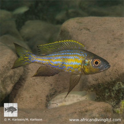 Aulonocranus dewindti 'Kitawe'